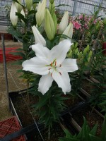 [4286 Severn Mak No01.JPG]